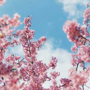 zozozo女人与黑人  zozozo
